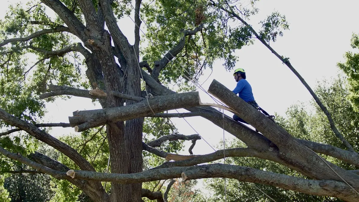 Professional Crown Thinning performed by certified arborists in Belmont