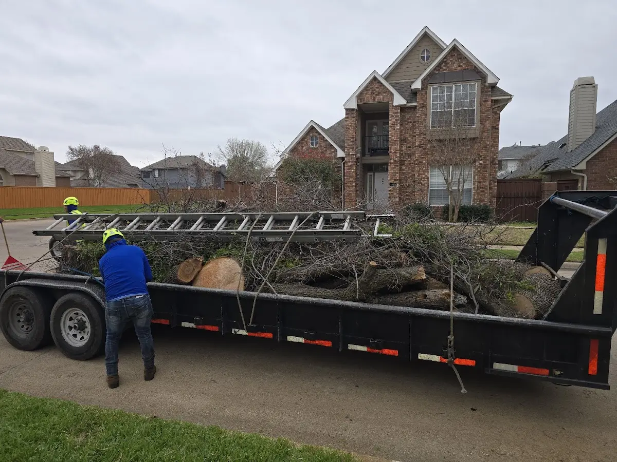 Expert Tree Fertilization with proper safety equipment in Belmont